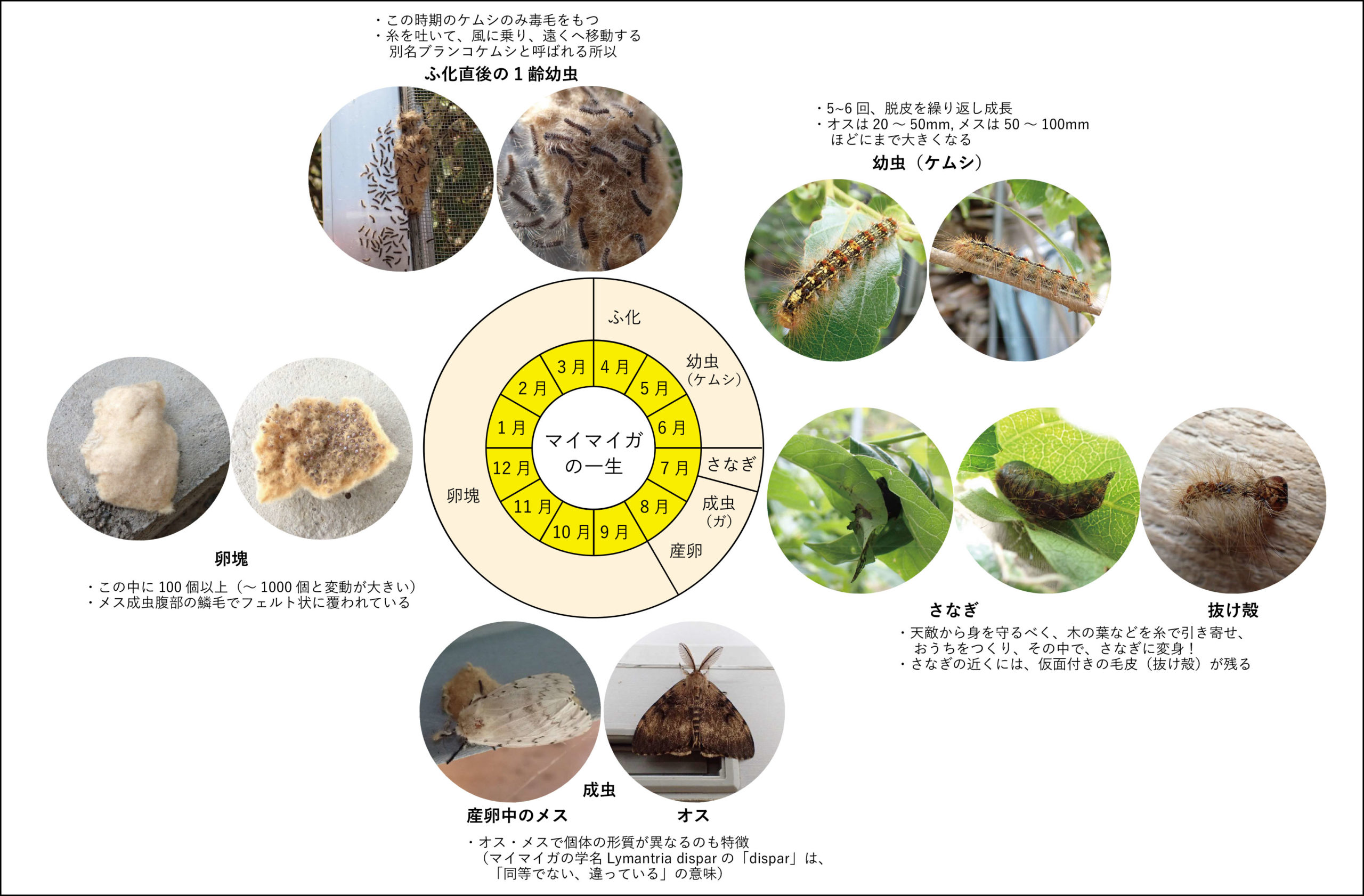 閲覧注意 マイマイガ大量発生 地域の資源も脅かす Tonzakoな世界