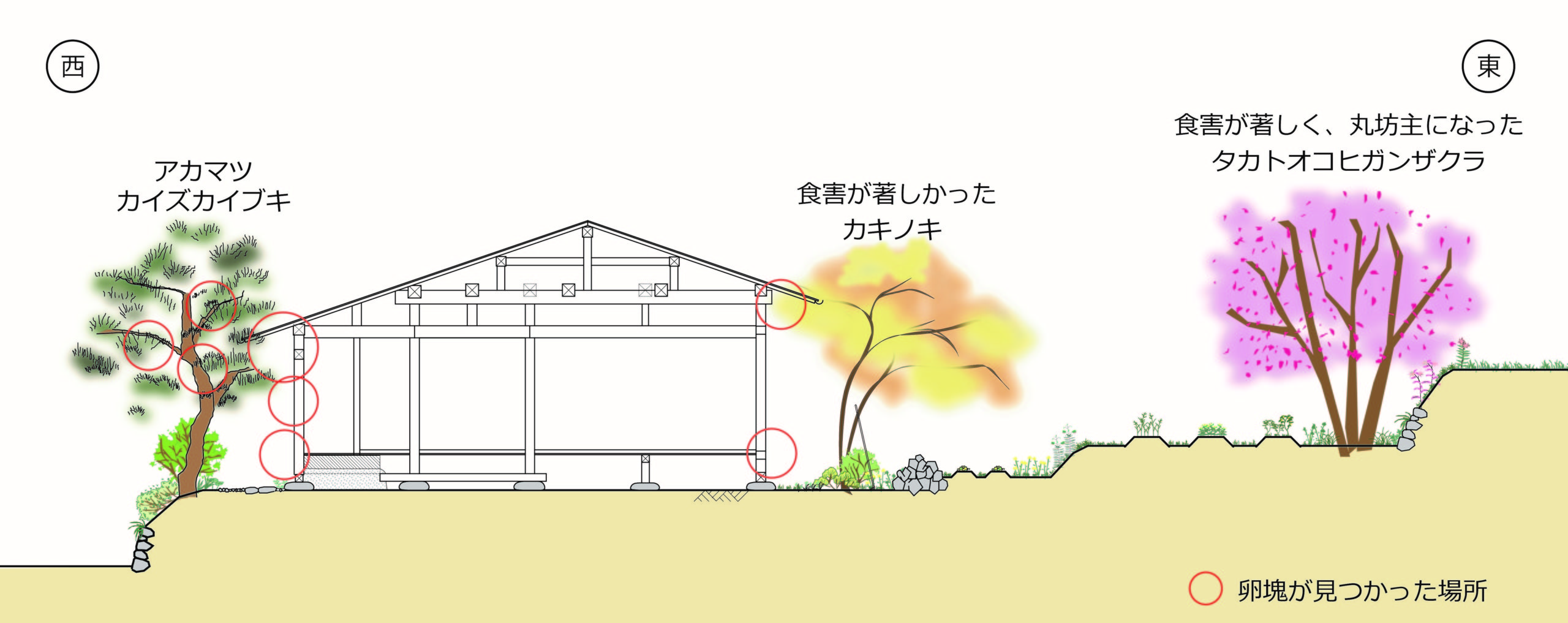 続報 大量発生のマイマイガ 卵塊駆除編 Tonzako Com 続報 大量発生のマイマイガ 卵塊駆除編 Tonzako Com
