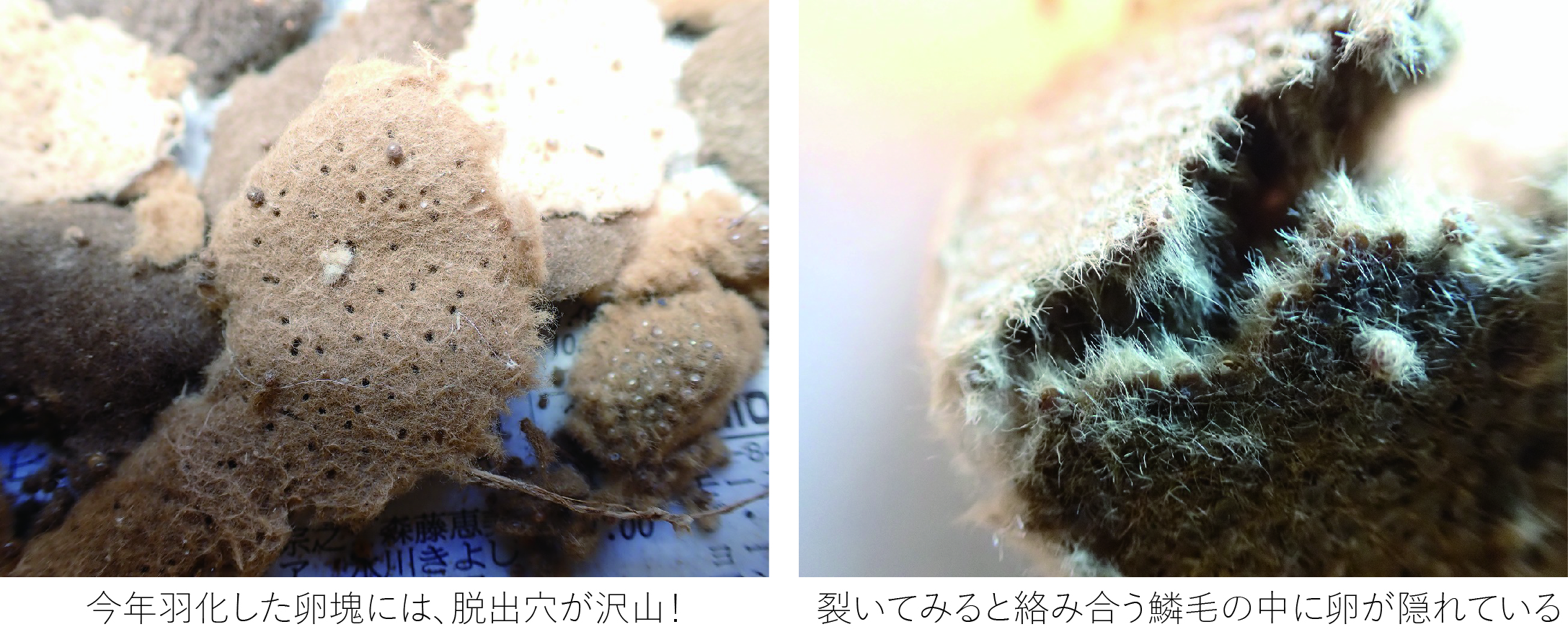 続報 大量発生のマイマイガ 卵塊駆除編 Tonzako Com 続報 大量発生のマイマイガ 卵塊駆除編 Tonzako Com