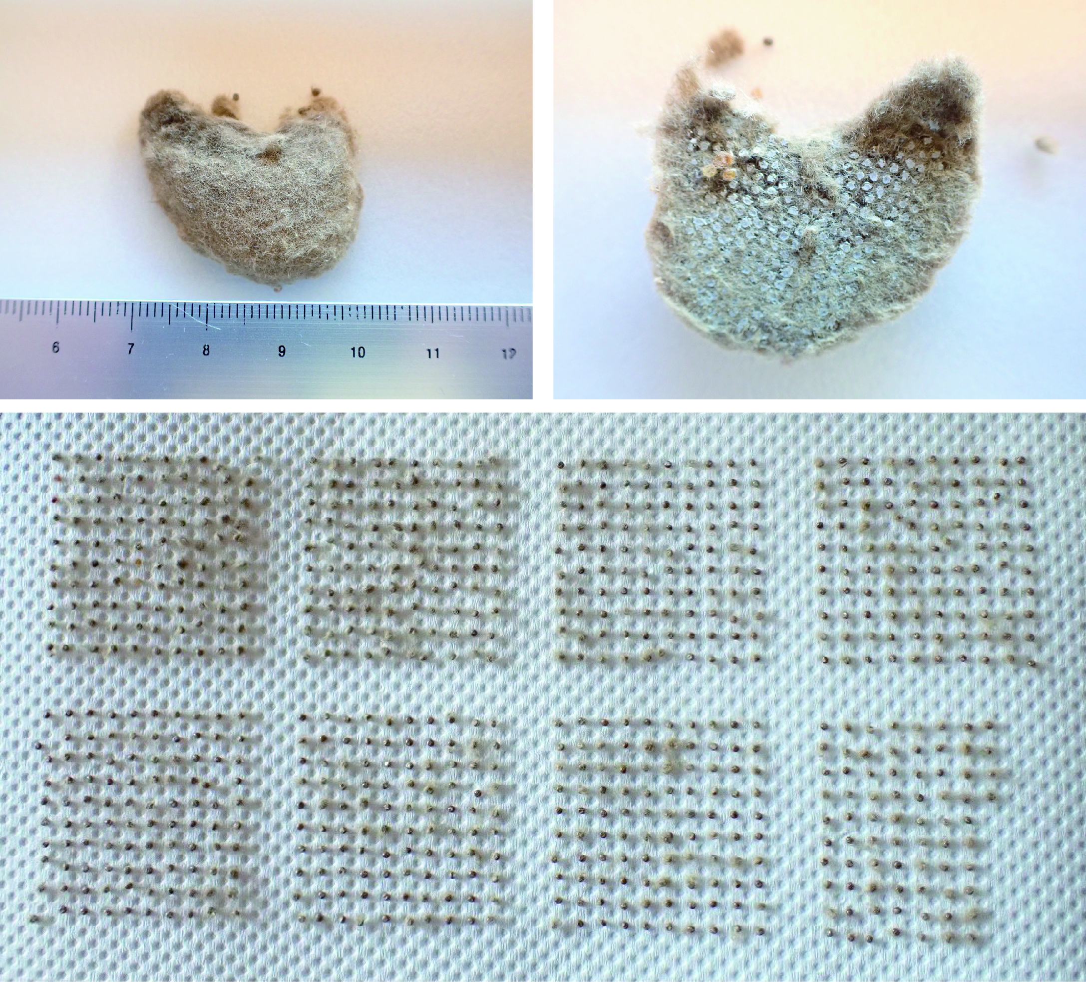 続報 大量発生のマイマイガ 卵塊駆除編 Tonzako Com 続報 大量発生のマイマイガ 卵塊駆除編 Tonzako Com