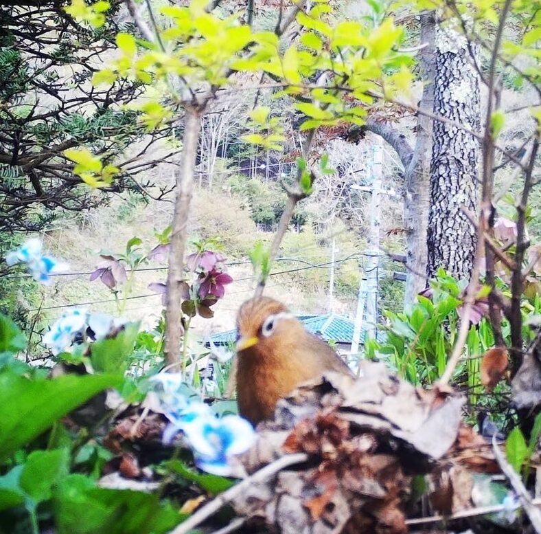 山里に迫りくる外来生物の影　～ガビチョウ～