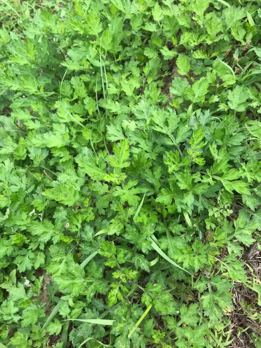 ヨモギとお日様 Tonzakoな世界