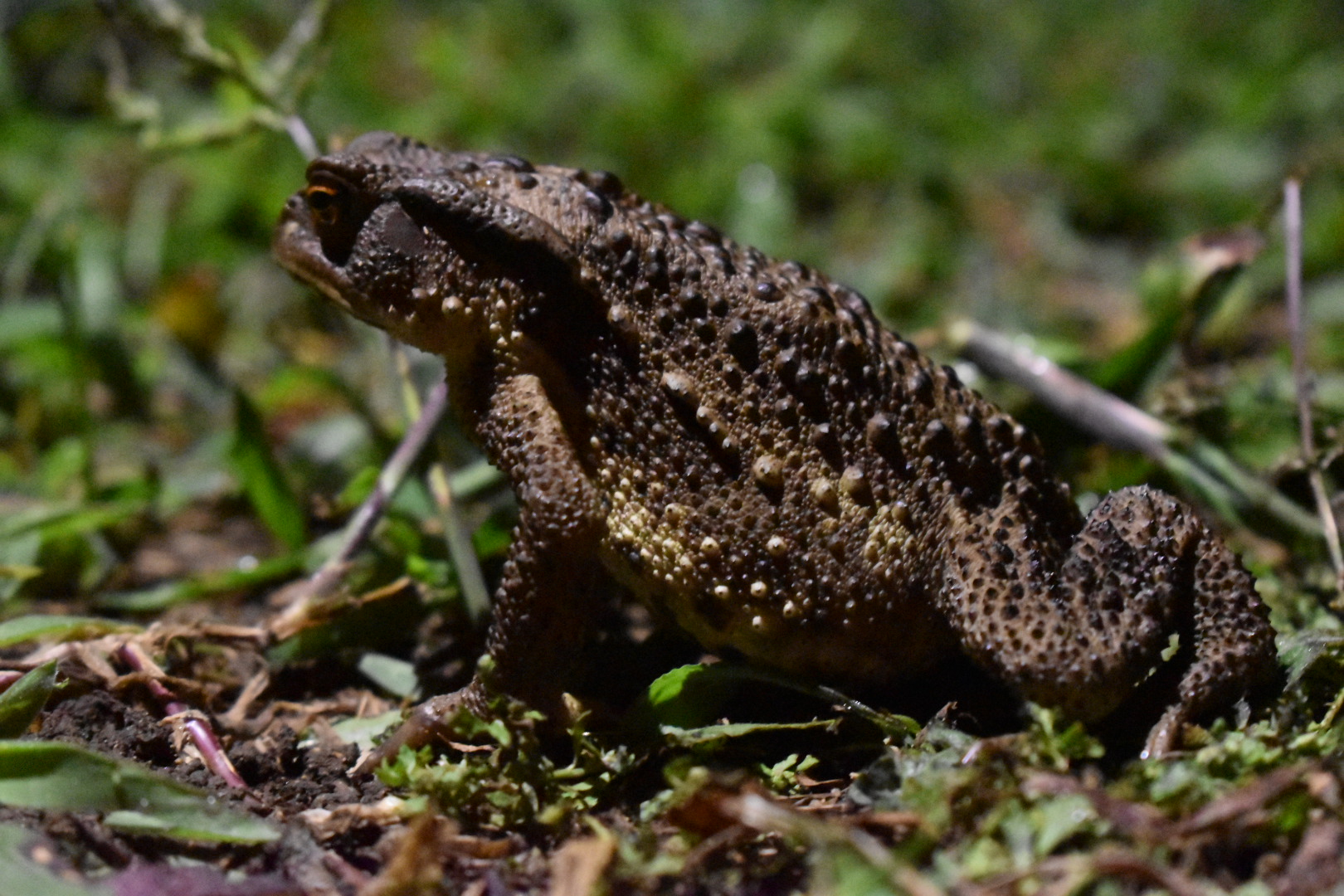 LED照明とガマガエル